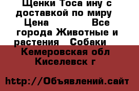 Щенки Тоса-ину с доставкой по миру › Цена ­ 68 000 - Все города Животные и растения » Собаки   . Кемеровская обл.,Киселевск г.